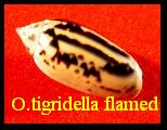 Oliva tigridella flamed, Duclos de St Germain 1835